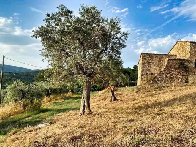 Olive tree on a hillside in front of a stone farmhouse near Roccastrada, Tuscany